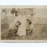 Sheep Vintage